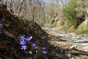 19 Erba trinita (Hepatica nobilis)